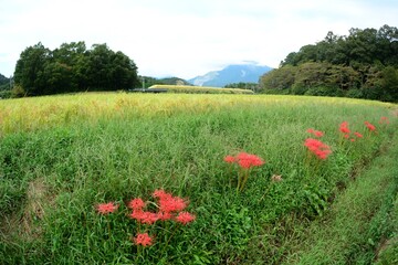 彼岸花の咲く東海道新幹線 京都～米原の田園地帯を走るドクターイエロー