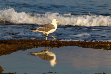 Birds in a city park on the seashore in Israel.