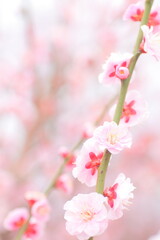 Fototapeta na wymiar Cherry blossom, Plant, Pink