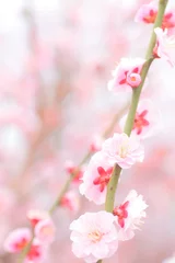 Deurstickers Cherry blossom, Plant, Pink © JP trip landscape DL