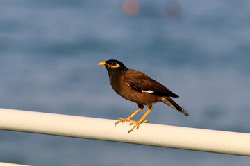Birds in a city park on the seashore in Israel.