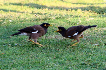 Birds in a city park on the seashore in Israel.