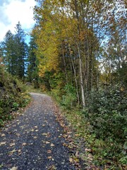 Obraz premium path in the woods