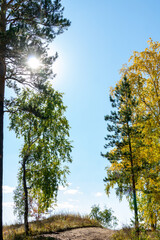 Obraz premium Autumn landscape. The sun in the autumn forest.