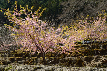 A peach tree like  standing with both hands open toward the sky
