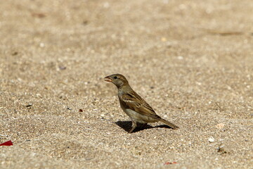 Birds in a city park on the seashore in Israel.