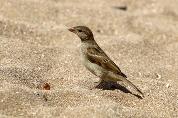 Birds in a city park on the seashore in Israel.