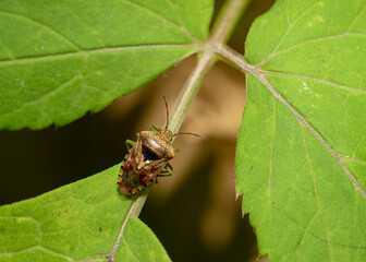A close-up view of a forest bug on a shrub leaf in the forest in autumn