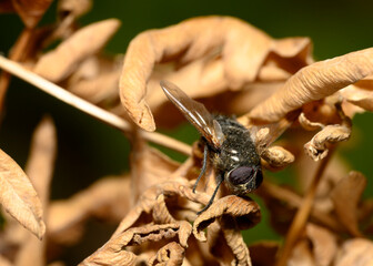 A close-up view of a fly frozen from the autumn cold on the brown leaves of a shrub