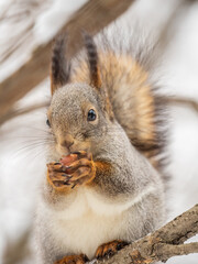 The squirrel with nut sits on tree in the winter or late autumn