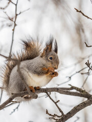 Fototapeta premium The squirrel with nut sits on tree in the winter or late autumn