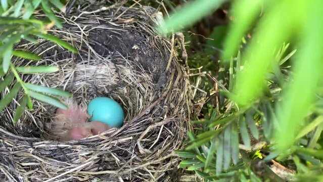 Blue egg and new hatchling in a nest of a robin bird