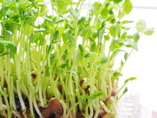 窓辺に置かれた豆苗