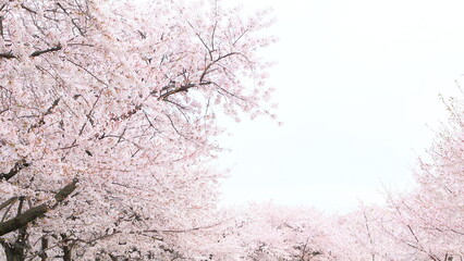 Sightseeing, Tree, Spring