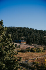 moose in a meadow in front of a Rocky Mountain cabin