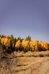 Colorado aspens with fall foliage colors 