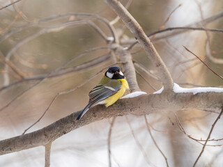 Cute bird Great tit, songbird sitting on a branch without leaves in the autumn or winter.