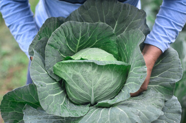 Fresh cabbage from farm field