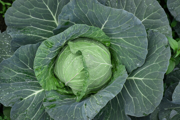Fototapeta premium Fresh ground-cabbage close-up