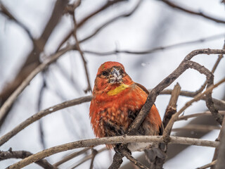 Red Crossbill male sitting on the tree branch and eats wild apple berries. Crossbill bird eats berries.