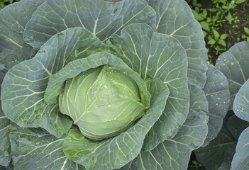 Fresh ground-cabbage close-up