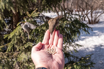 Sparrow eats seeds from a man's hand