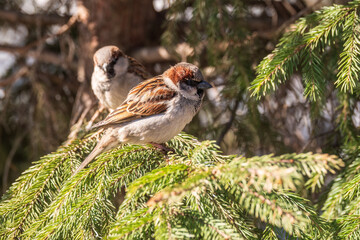 Sparrow sits on a fir branch in the sunset light.