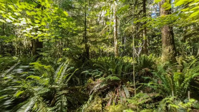 Footage of FPV drone flying through the Hoh Rainforest of Forks, Washington. Flight ends with a crash.