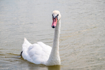 Graceful white Swan swimming in the lake, swans in the wild. Portrait of a white swan swimming on a lake.
