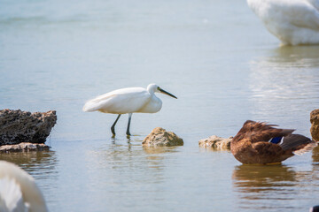 The small white heron or Little egret stands in the lake