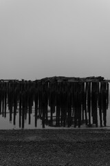 Wood pilings standing in the water of Commencement bay near the shore of Tacoma, Washington on a foggy morning in October.