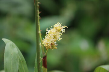 Cambodia. Mallotus is a genus of the spurge family Euphorbiaceae first described as a genus in...
