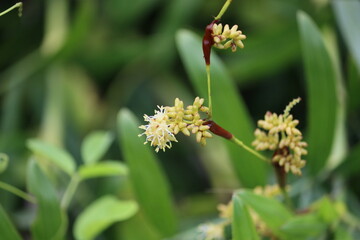 Cambodia. Mallotus is a genus of the spurge family Euphorbiaceae first described as a genus in 1790. The genus has about 150 species of dioecious trees or shrubs.