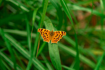 A yellow butterfly sitting on a green bush spreading its wings
