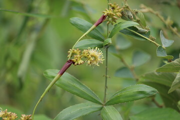 Cambodia. Mallotus is a genus of the spurge family Euphorbiaceae first described as a genus in 1790. The genus has about 150 species of dioecious trees or shrubs.
