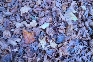 fallen leaves
