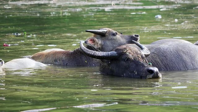 asian buffallo in river