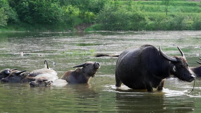 asian buffallo in river