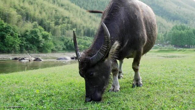 asian buffallo in river
