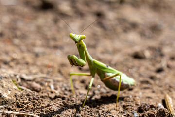 mantis