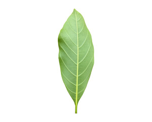 Isolated back surface of green jackfruit leaf with clipping paths.