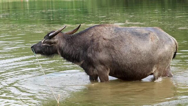 asian buffallo in river