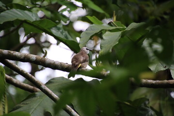 Yellow vented Bulbul