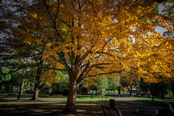 Naklejka premium autumn trees in the park