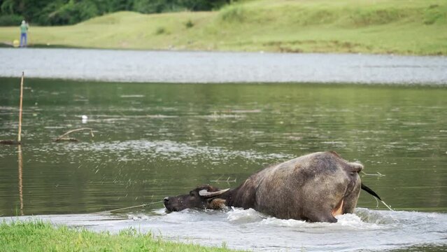 asian buffallo in river