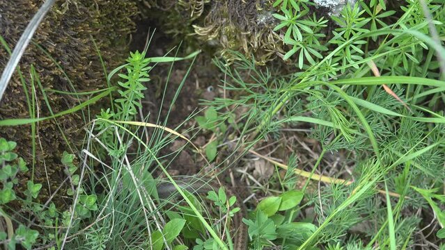 Biologist hand releases a smooth snake (Coronella austriaca) in the wild