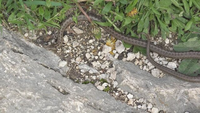 Smooth snake (Coronella austriaca) silently crawling in the wild
