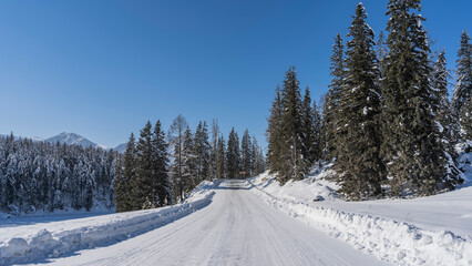 The road, cleared of snow, rises to the hill. Snowdrifts on the roadsides. Tall evergreen coniferous trees and mountain peaks against a clear blue sky.  Copy space. Altai