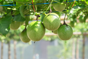 Fresh passion fruit and passionflower on tree