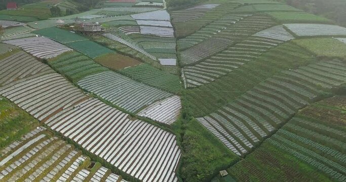 Aerial footage of beautiful terraced vegetable plantation on the slope of mountain. Vegetable plantation with beautiful line pattern. It planted with cabbage, celery, potatoes and scallion